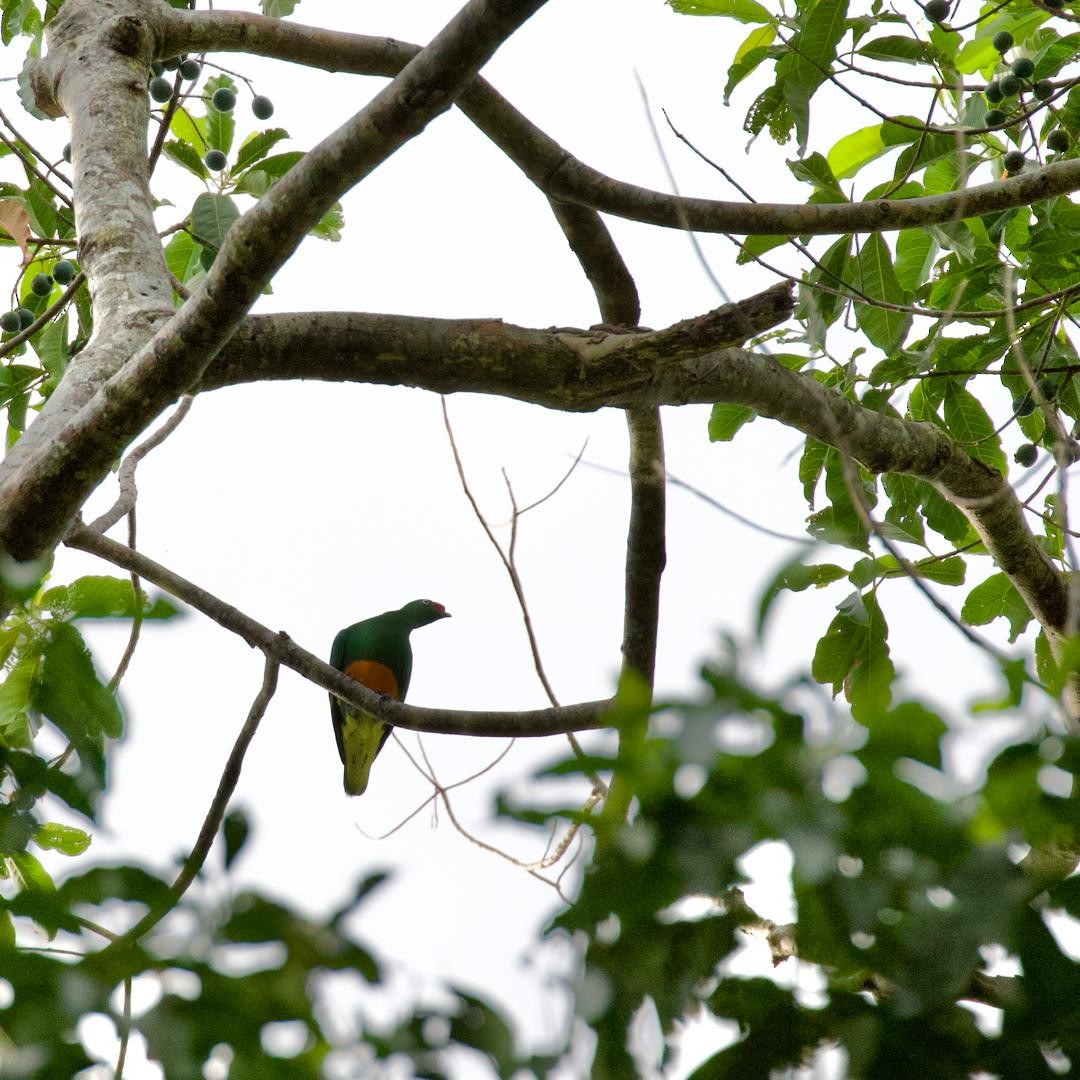 Knob-billed Fruit-Dove - ML647115882