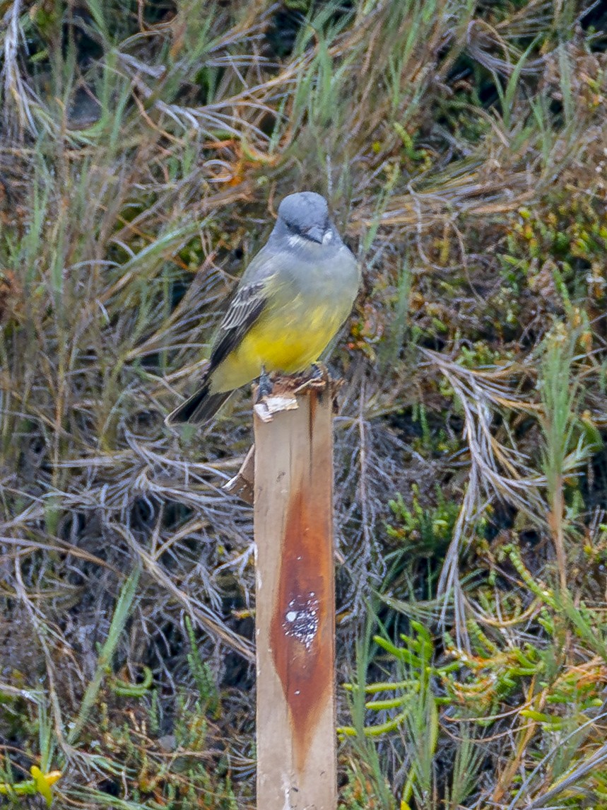 krattkongetyrann - ML647115886