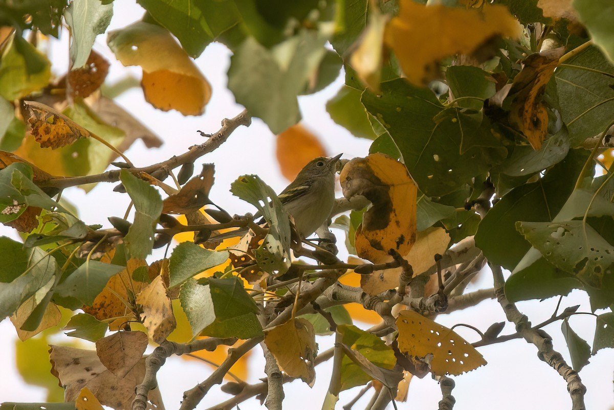 ワキチャアメリカムシクイ - ML647115887