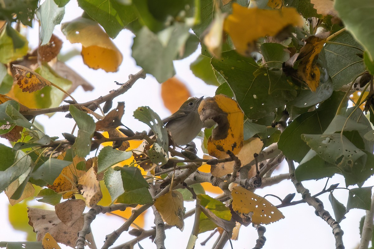 ワキチャアメリカムシクイ - ML647115888