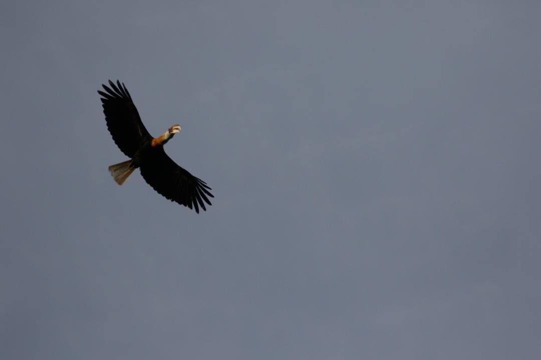 Blyth's Hornbill - ML647115889