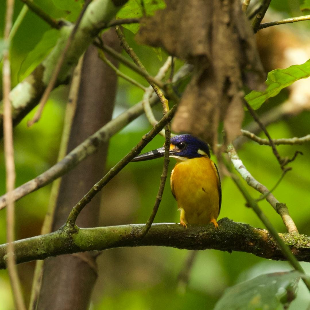 New Ireland Dwarf-Kingfisher - ML647115890