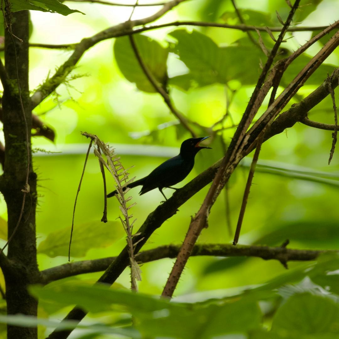 Velvet Flycatcher - ML647115894