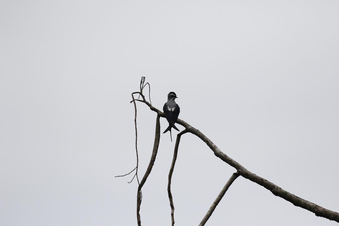Moustached Treeswift - ML647115902