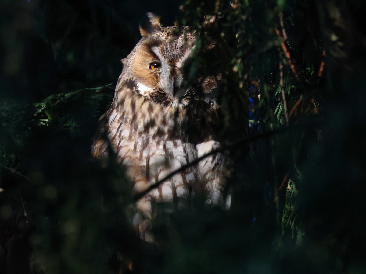 Сова вухата - ML647115905