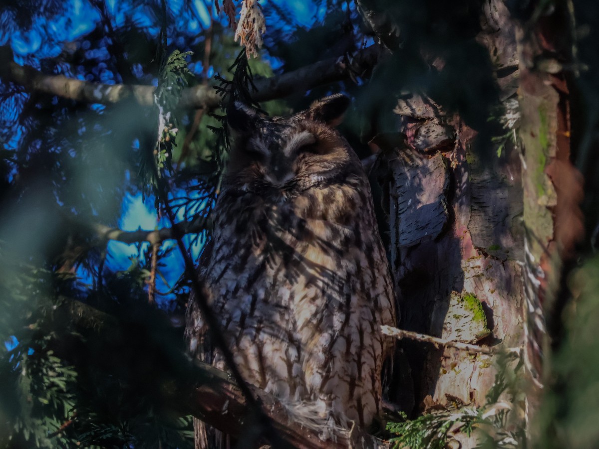 Сова вухата - ML647115906