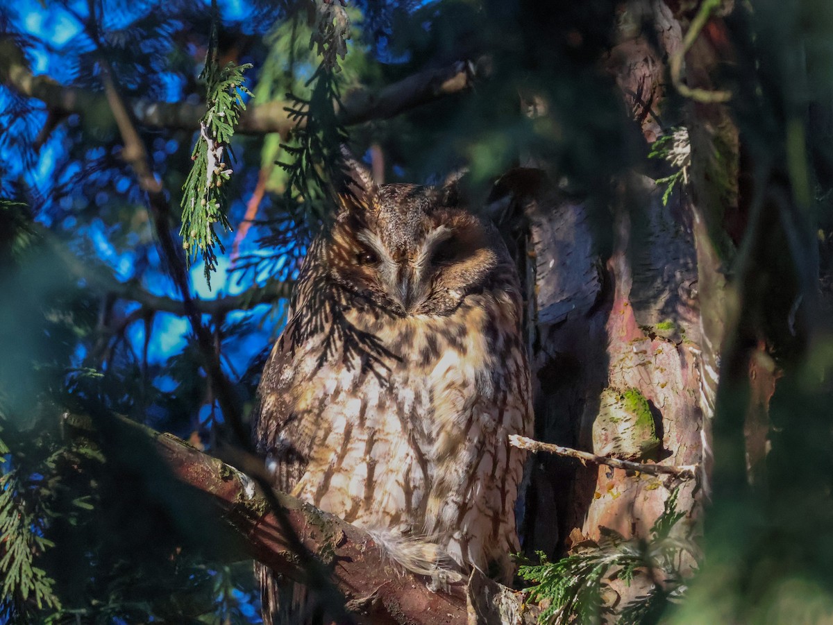 Сова вухата - ML647115907