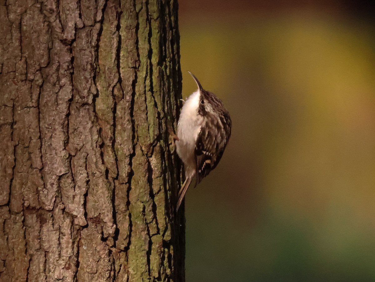Підкоришник короткопалий - ML647115910
