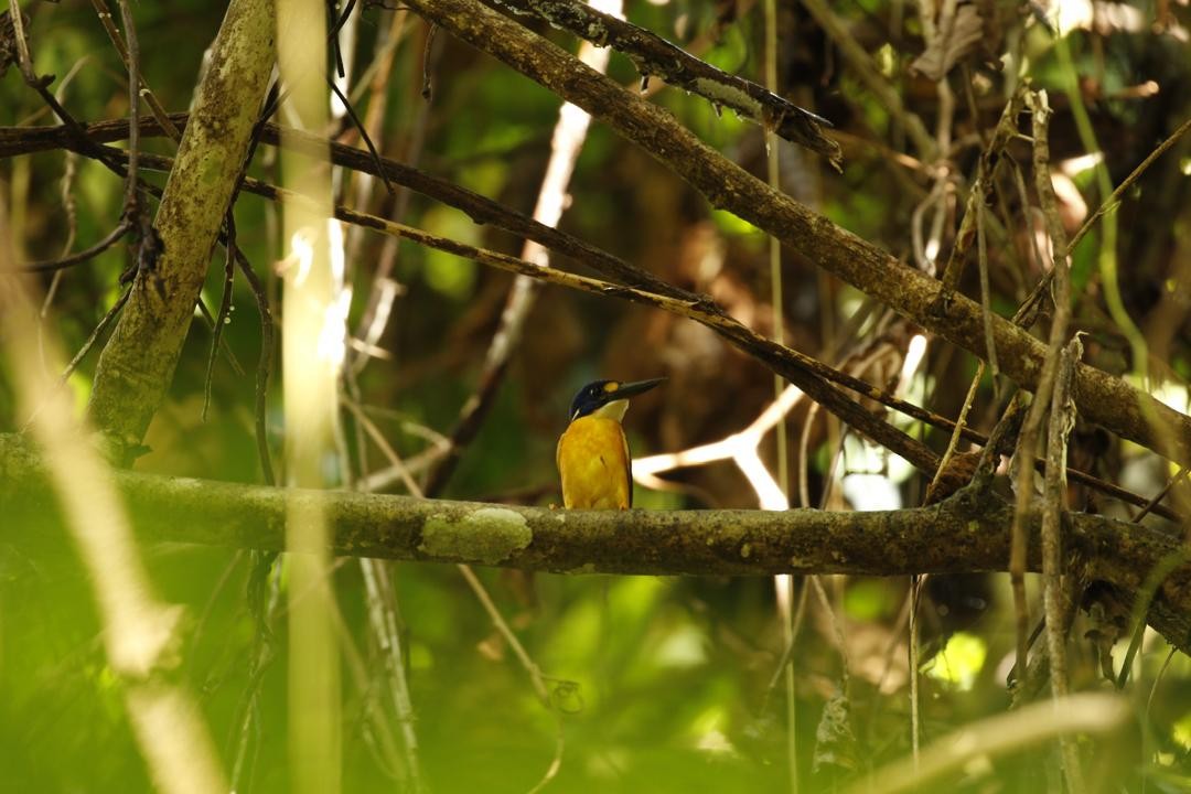 New Ireland Dwarf-Kingfisher - ML647115913