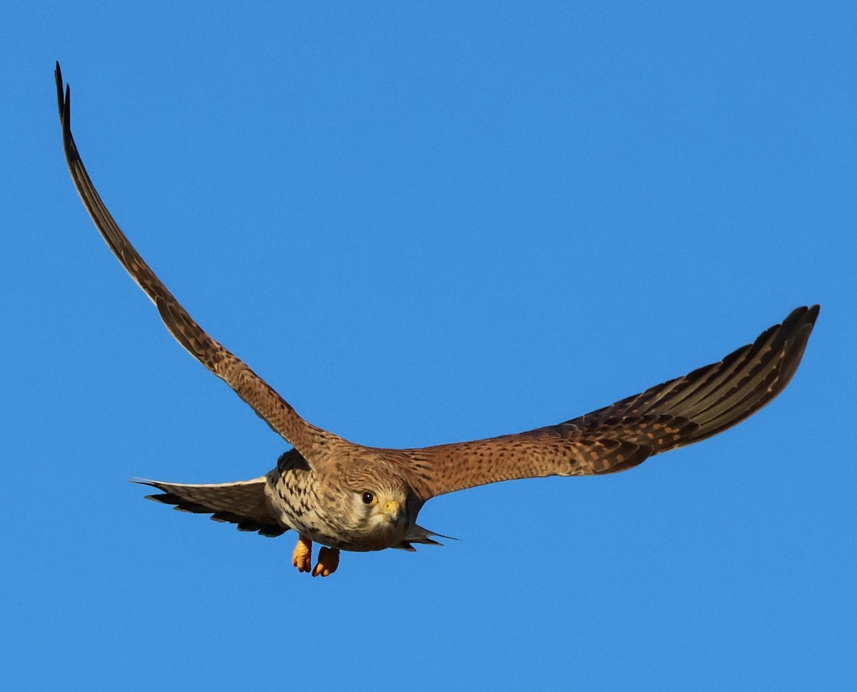 Боривітер звичайний - ML647115915