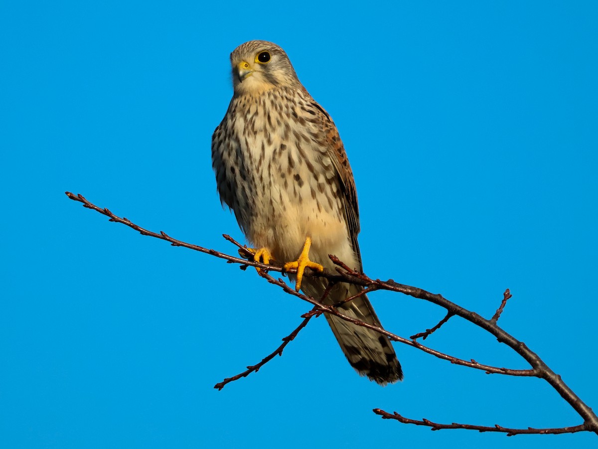 Боривітер звичайний - ML647115917