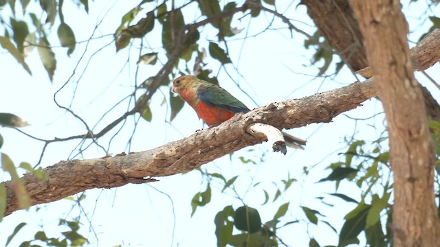 Розела жовтощока - ML647115918