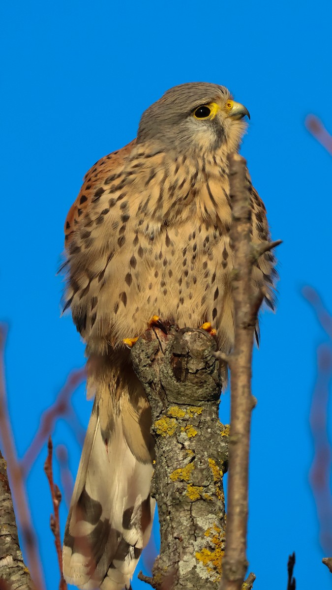 Боривітер звичайний - ML647115920