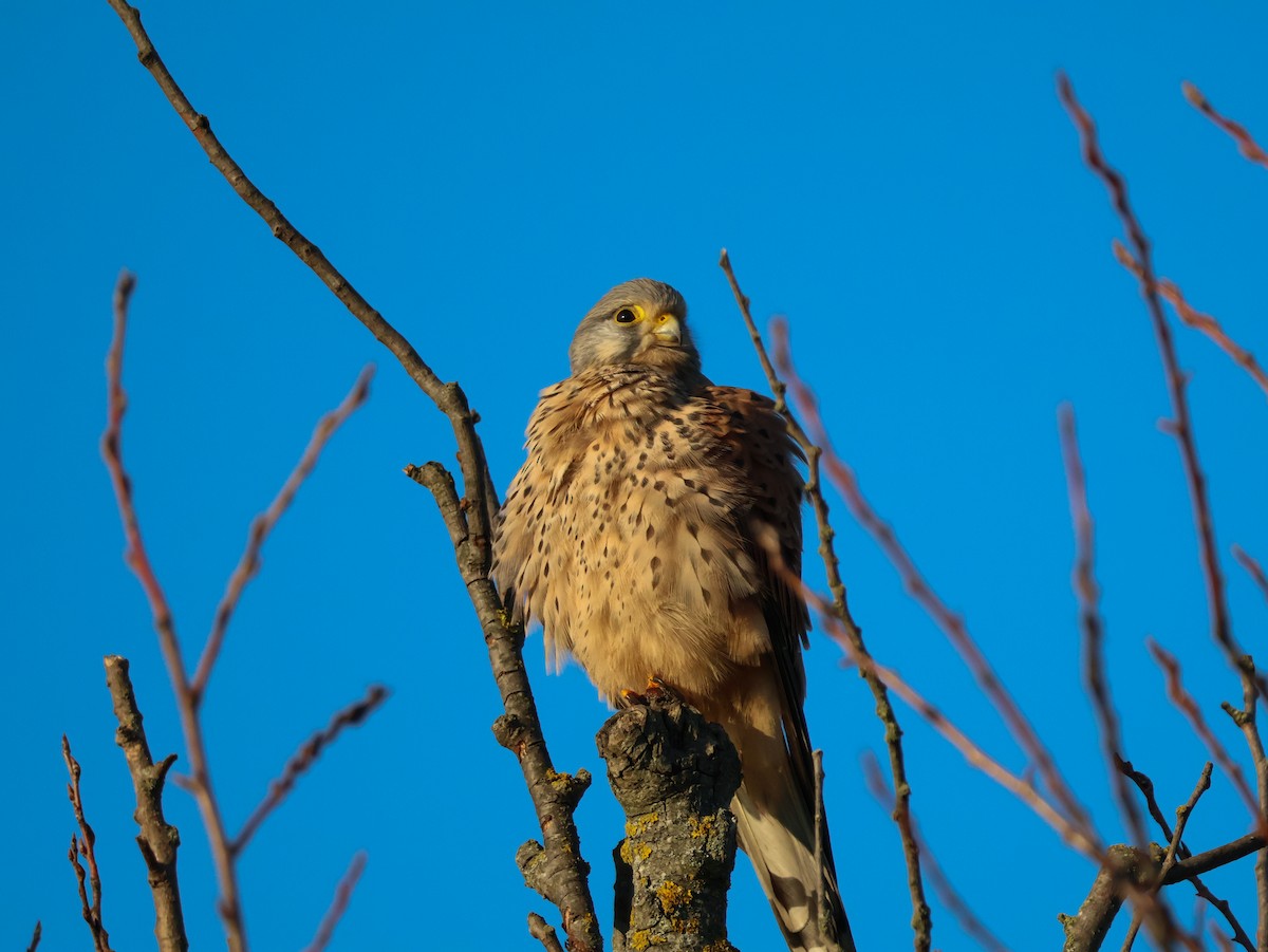 Боривітер звичайний - ML647115921