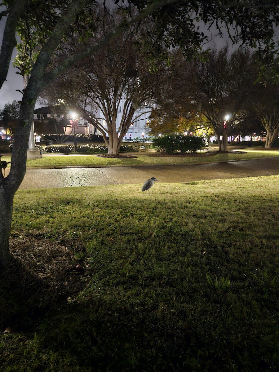 אנפת לילה צהובת-כיפה - ML647115923