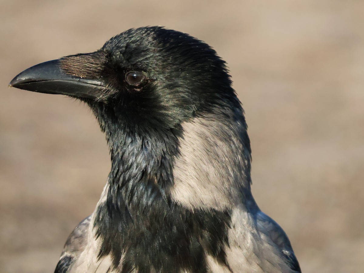 Ворона сіра - ML647115924