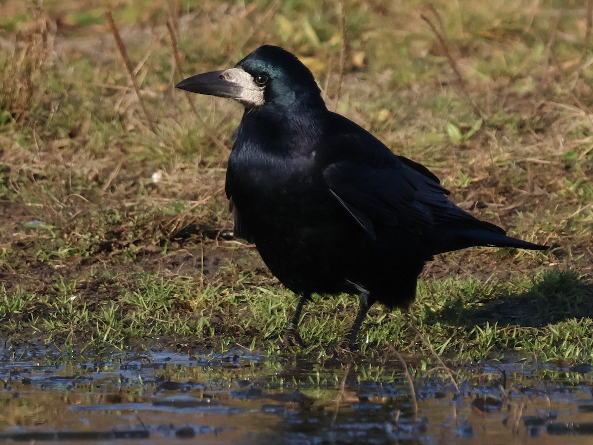 Грак - ML647115926