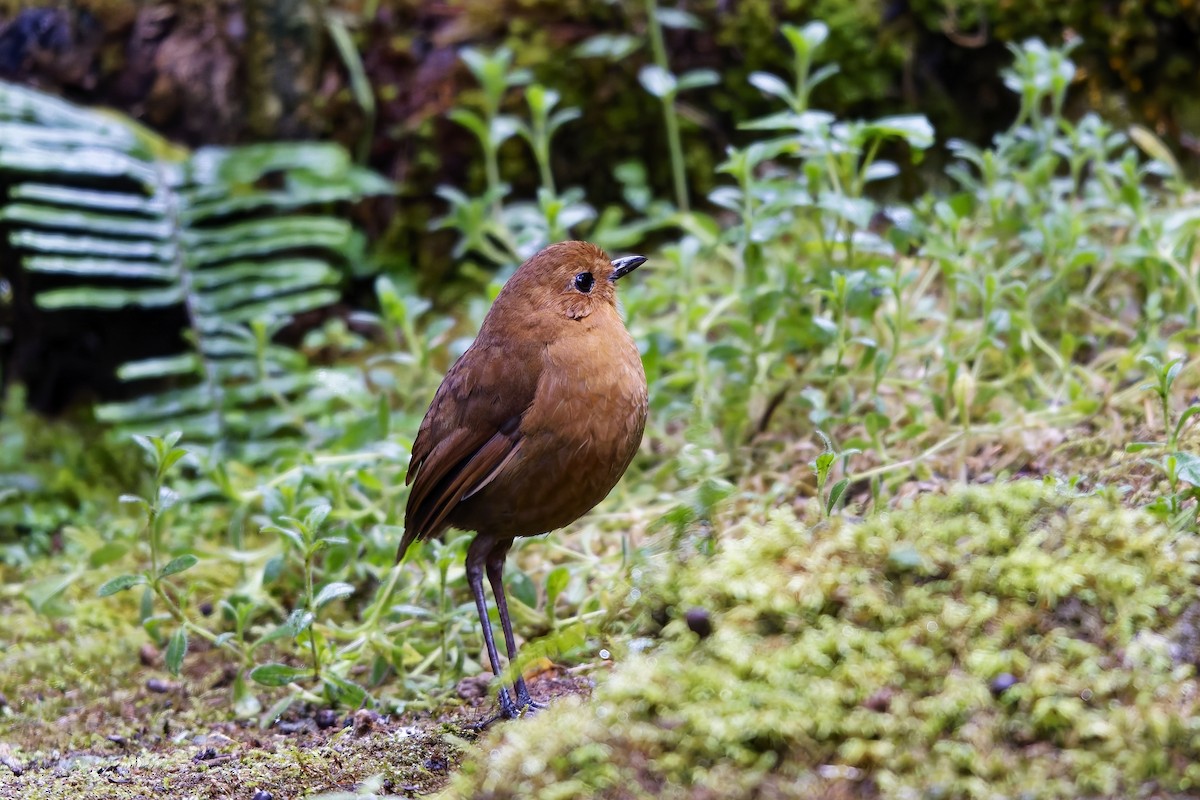 Grallaire d'Équateur - ML647115928
