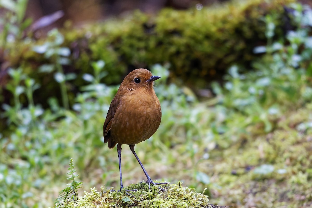 Grallaire d'Équateur - ML647115929