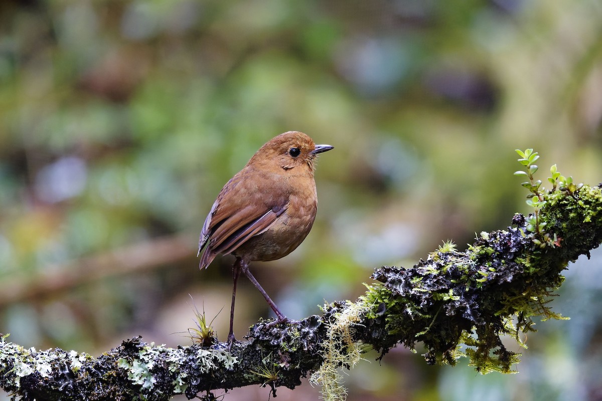 Grallaire d'Équateur - ML647115930
