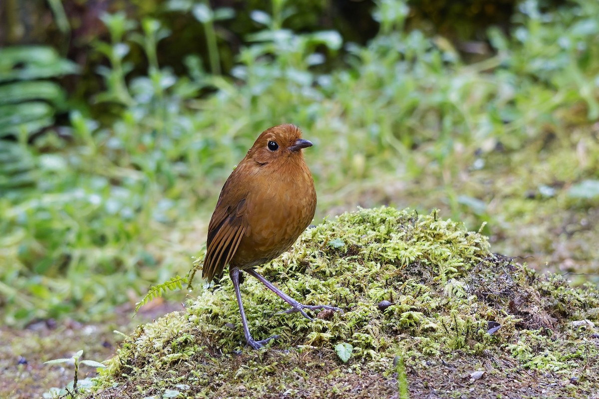 Grallaire d'Équateur - ML647115936