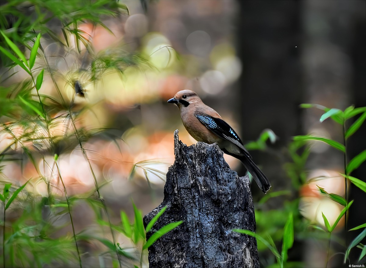 Eurasian Jay - ML647115944