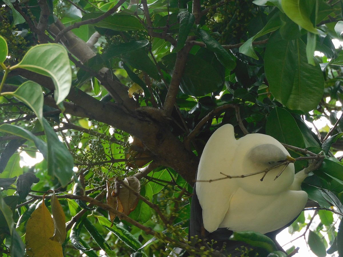 Torresian Imperial-Pigeon - ML647115947