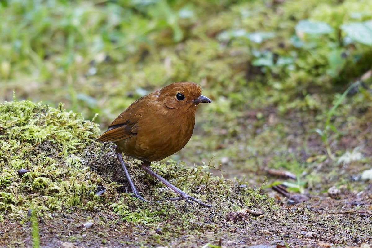 Grallaire d'Équateur - ML647115948