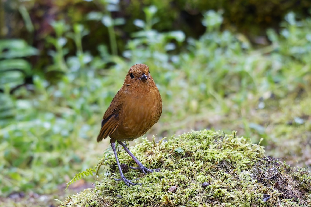 Grallaire d'Équateur - ML647115949