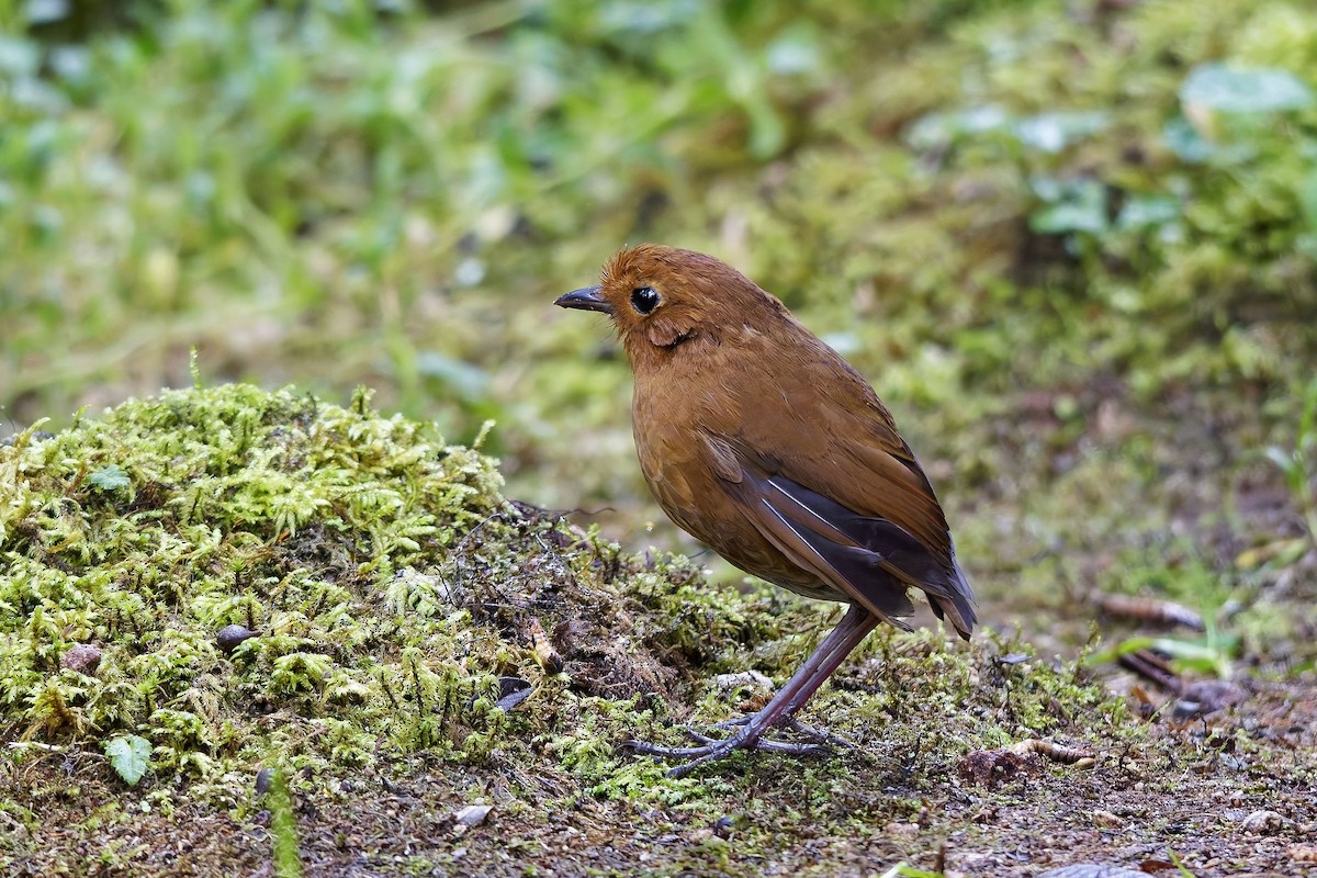 Grallaire d'Équateur - ML647115951