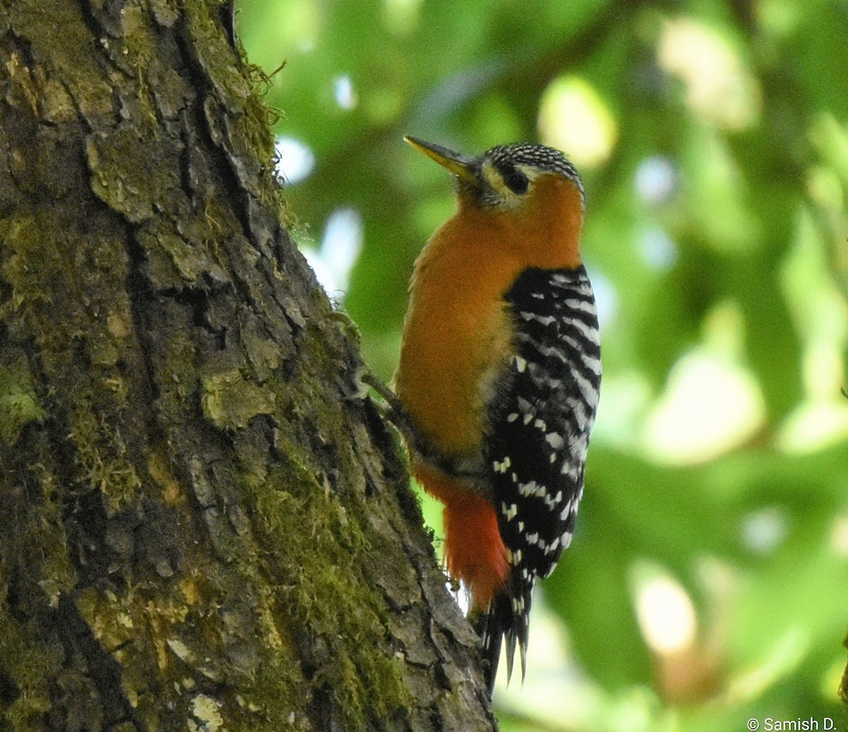 Rufous-bellied Woodpecker - ML647115957