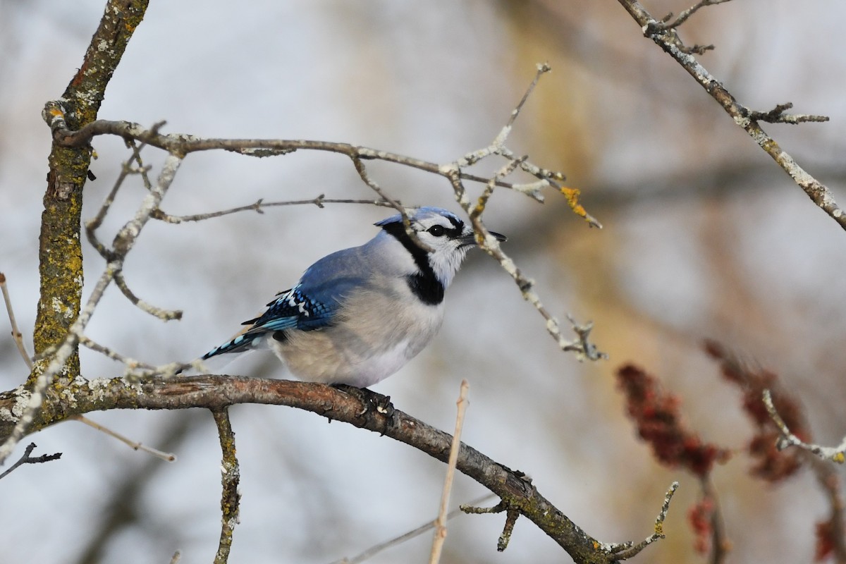 Blue Jay - ML647115958