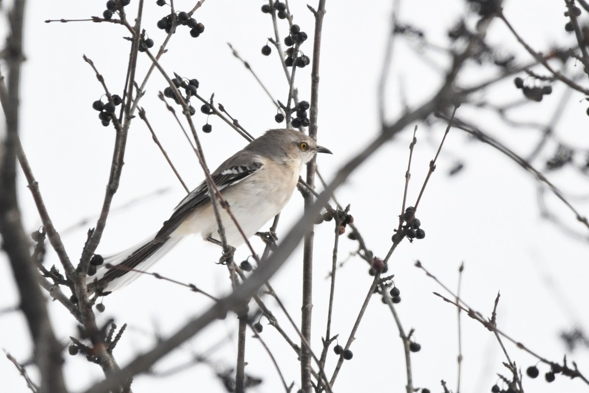 חקיינית צפונית - ML647115960