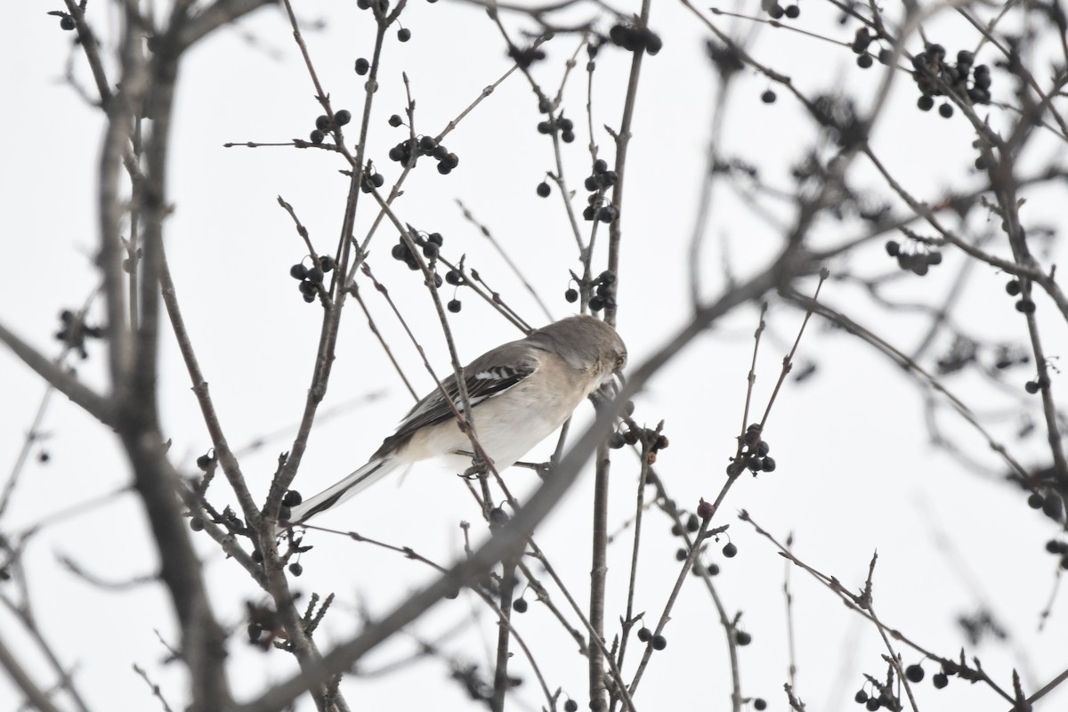 חקיינית צפונית - ML647115961