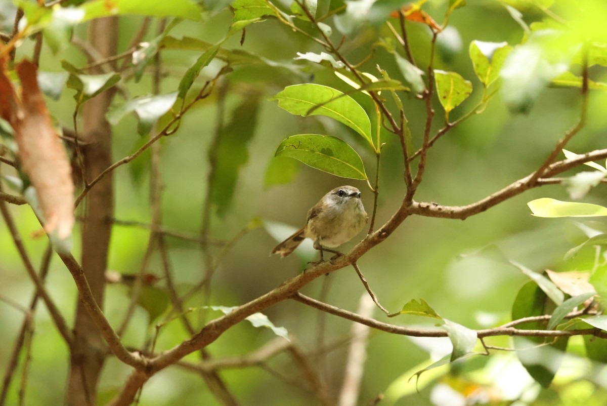 Brown Gerygone - ML647115962