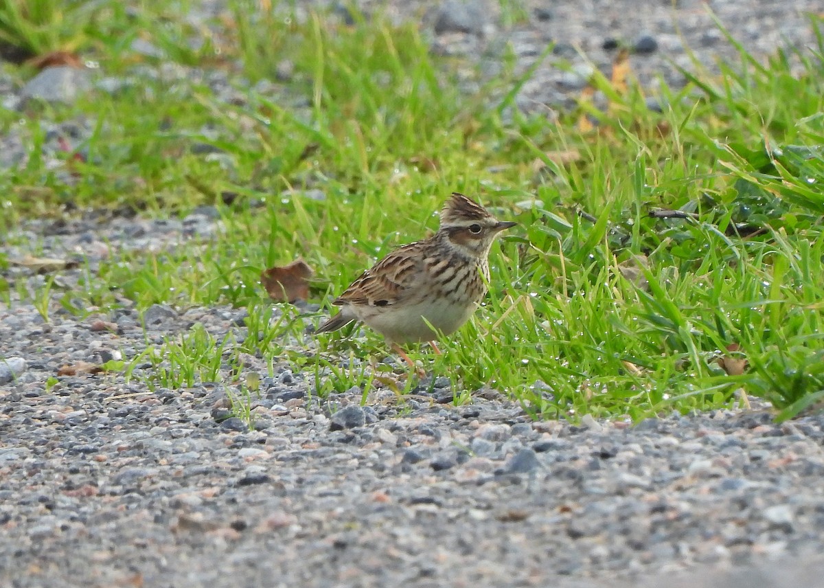 Wood Lark - ML647115965