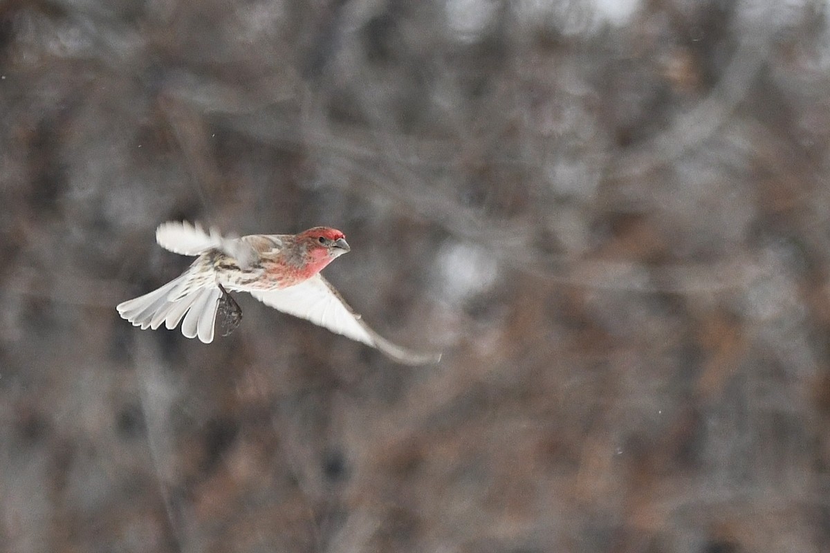 House Finch - ML647115966