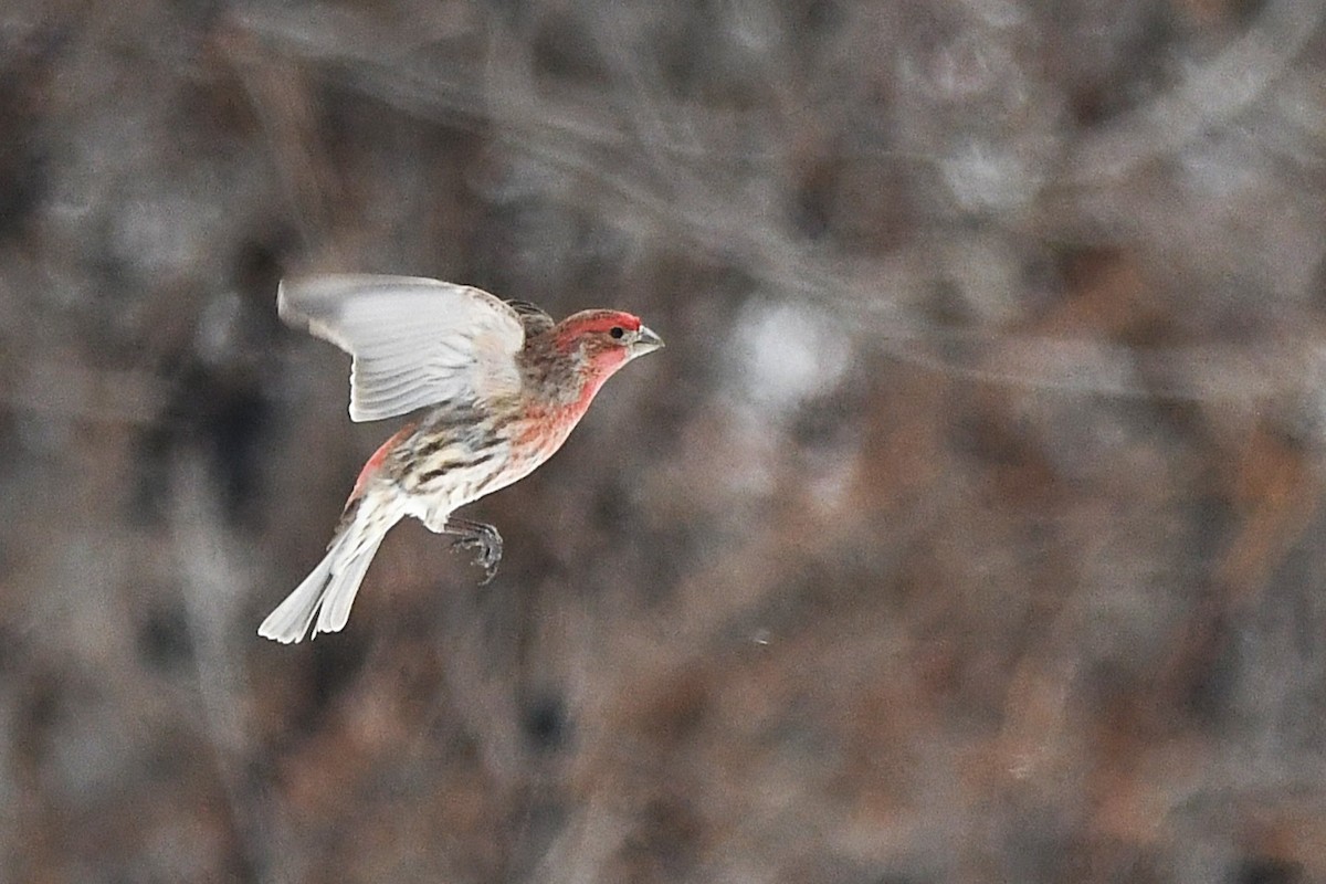House Finch - ML647115967