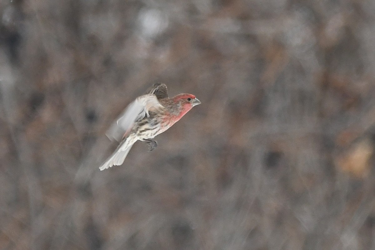 House Finch - ML647115968