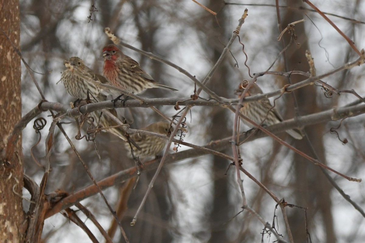 House Finch - ML647115969