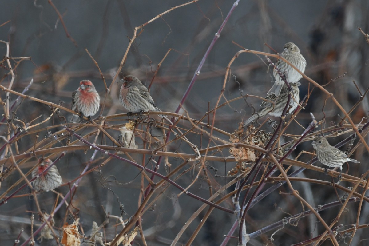 House Finch - ML647115970