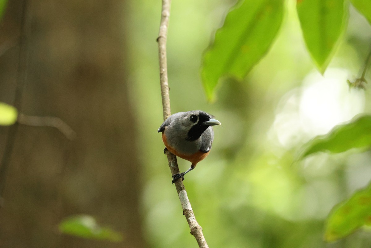 Black-faced Monarch - ML647115971