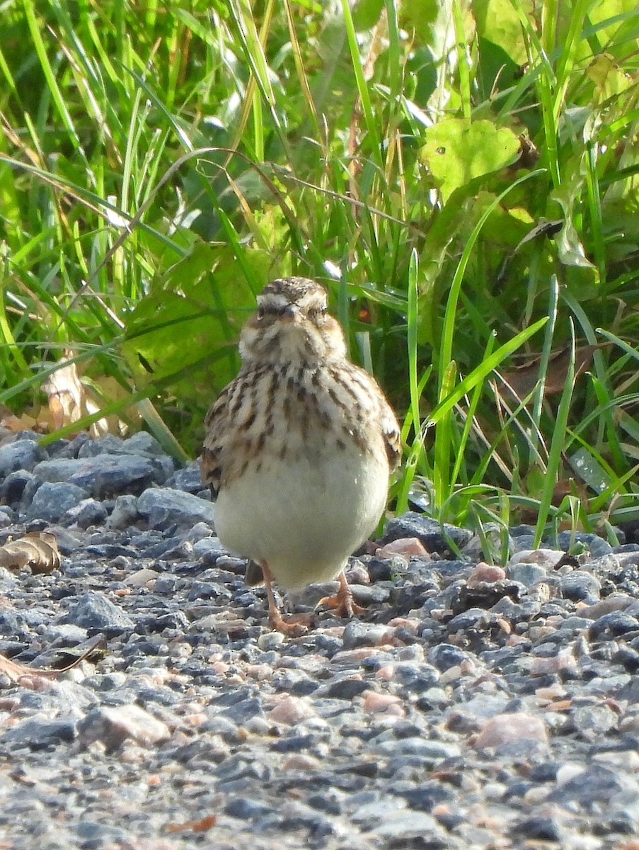 Wood Lark - ML647115972
