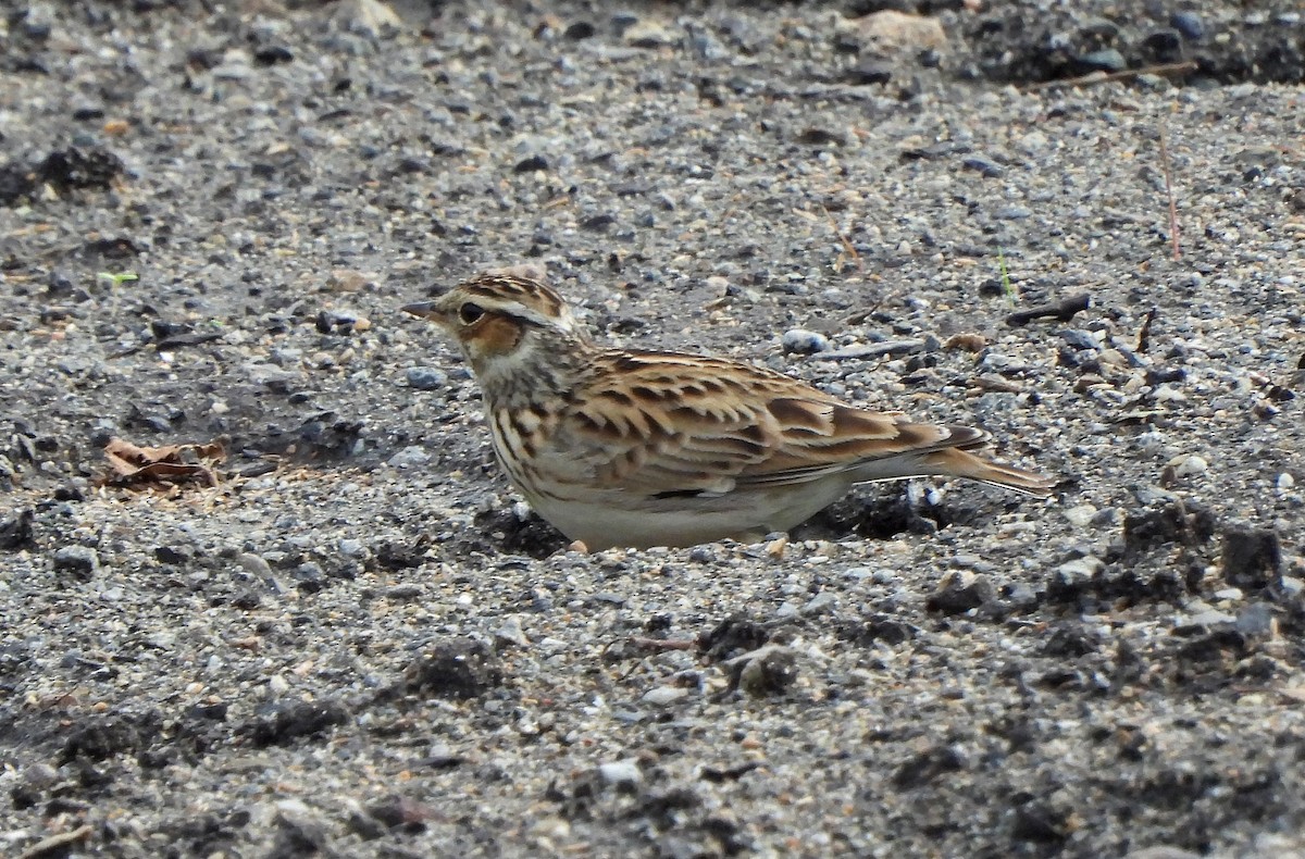 Wood Lark - ML647115974