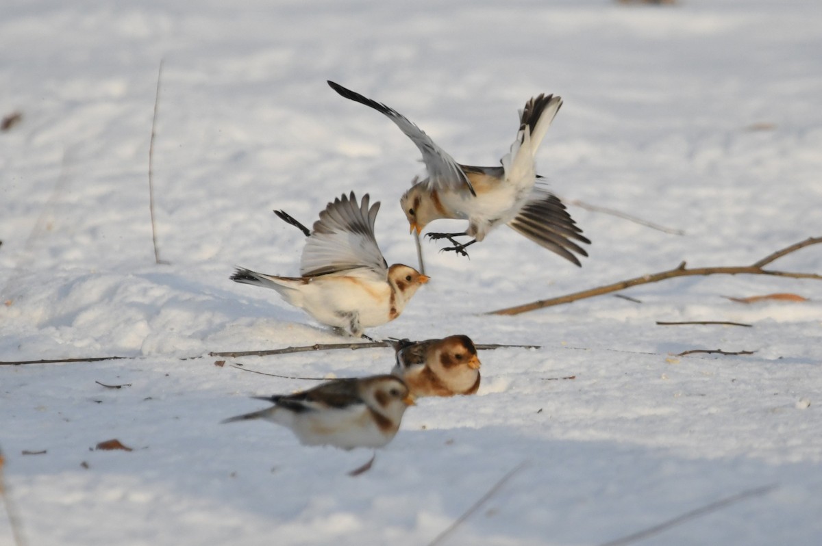 Snow Bunting - ML647115978