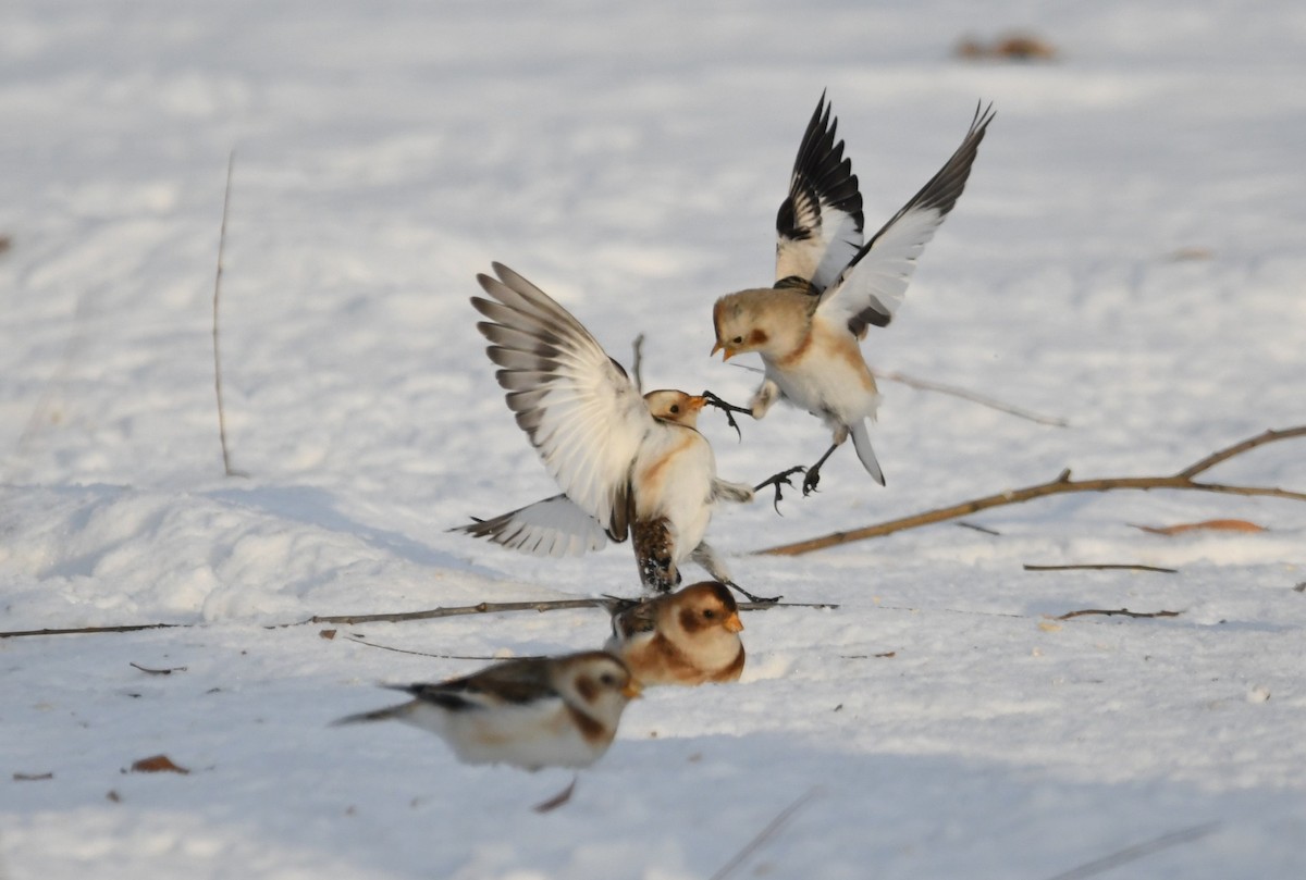 Snow Bunting - ML647115979