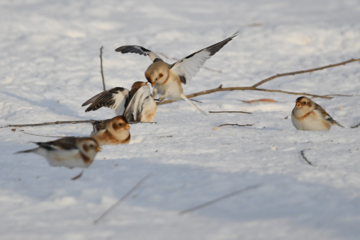 Snow Bunting - ML647115980