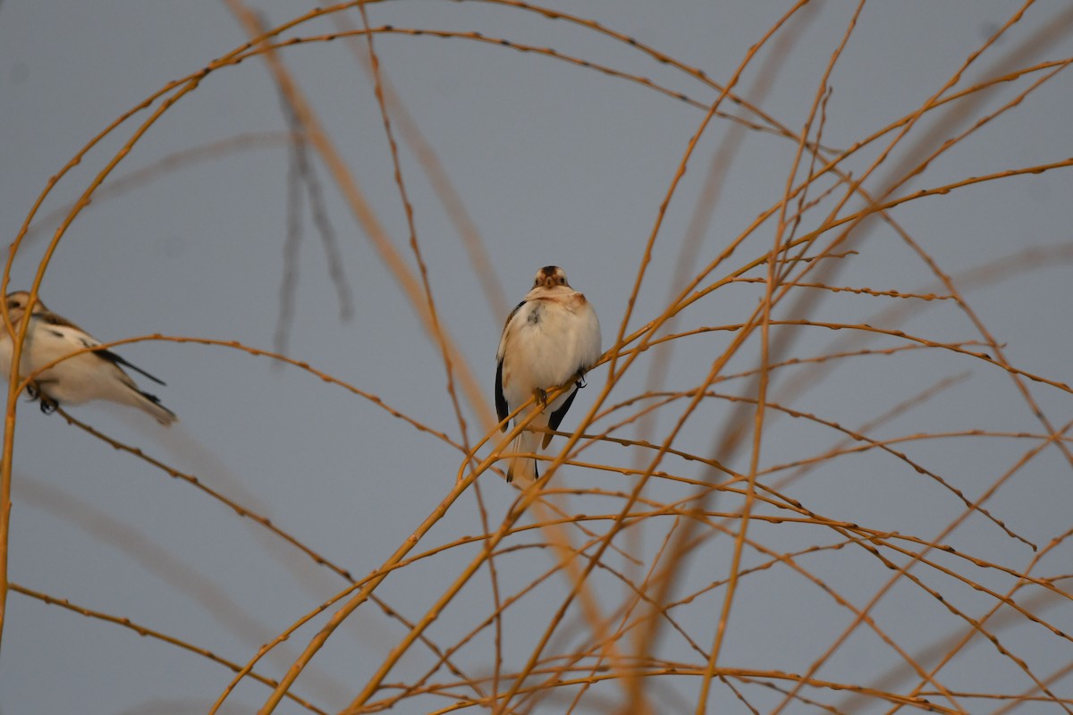 Snow Bunting - ML647115981