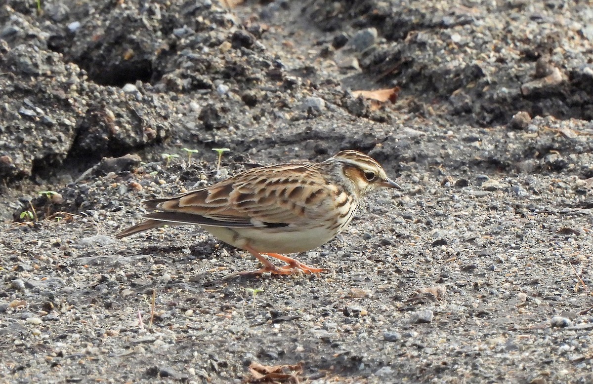 Wood Lark - ML647115982