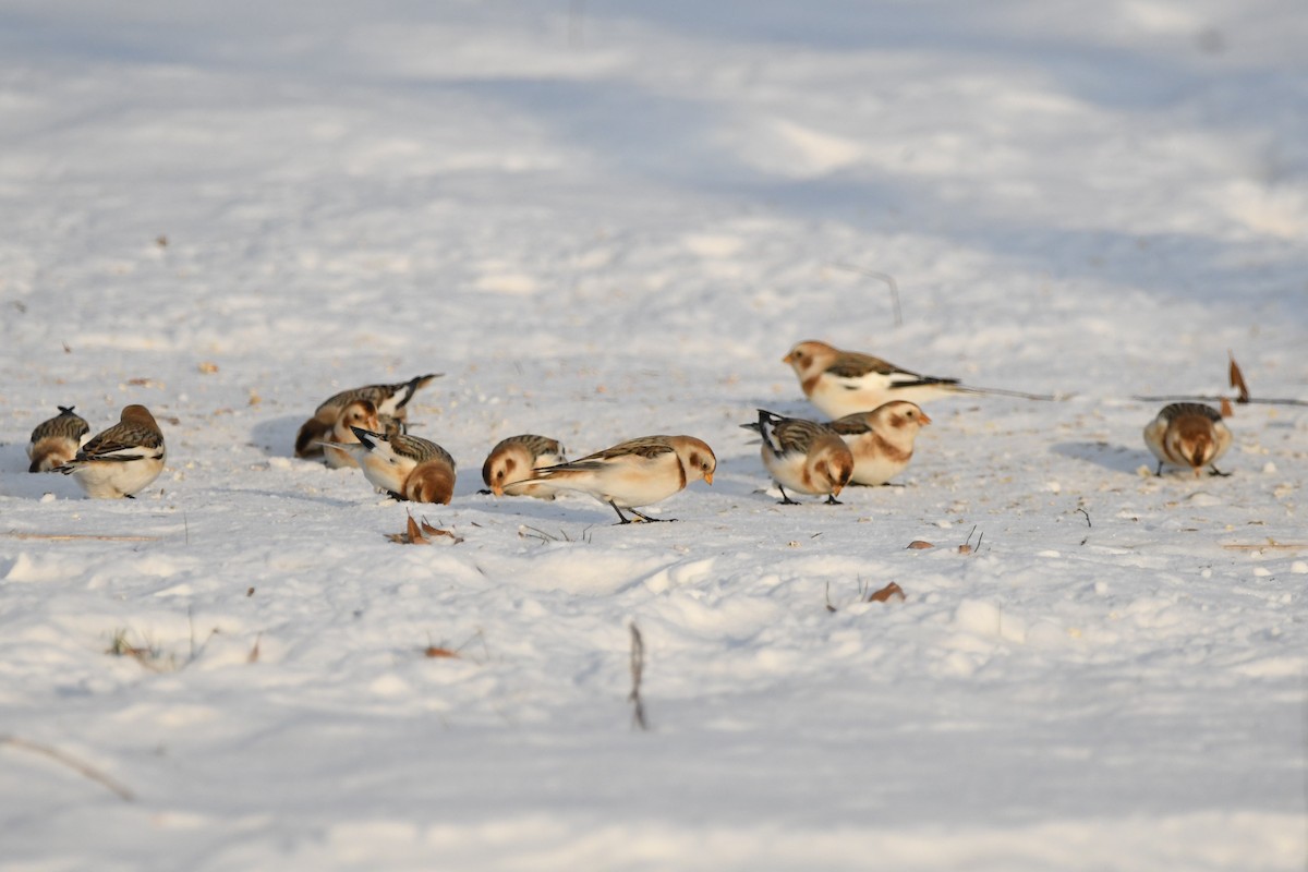 Snow Bunting - ML647115985